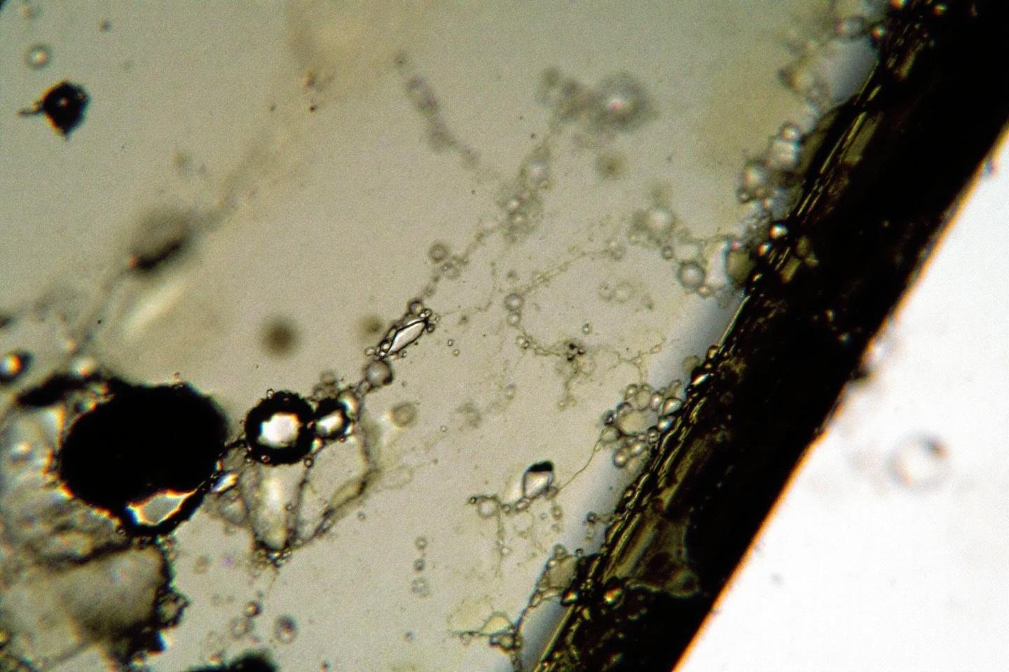 Support échantillon microscope lame : guide d'utilisation