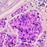 Échantillon biologique microscope préparer : guide et techniques