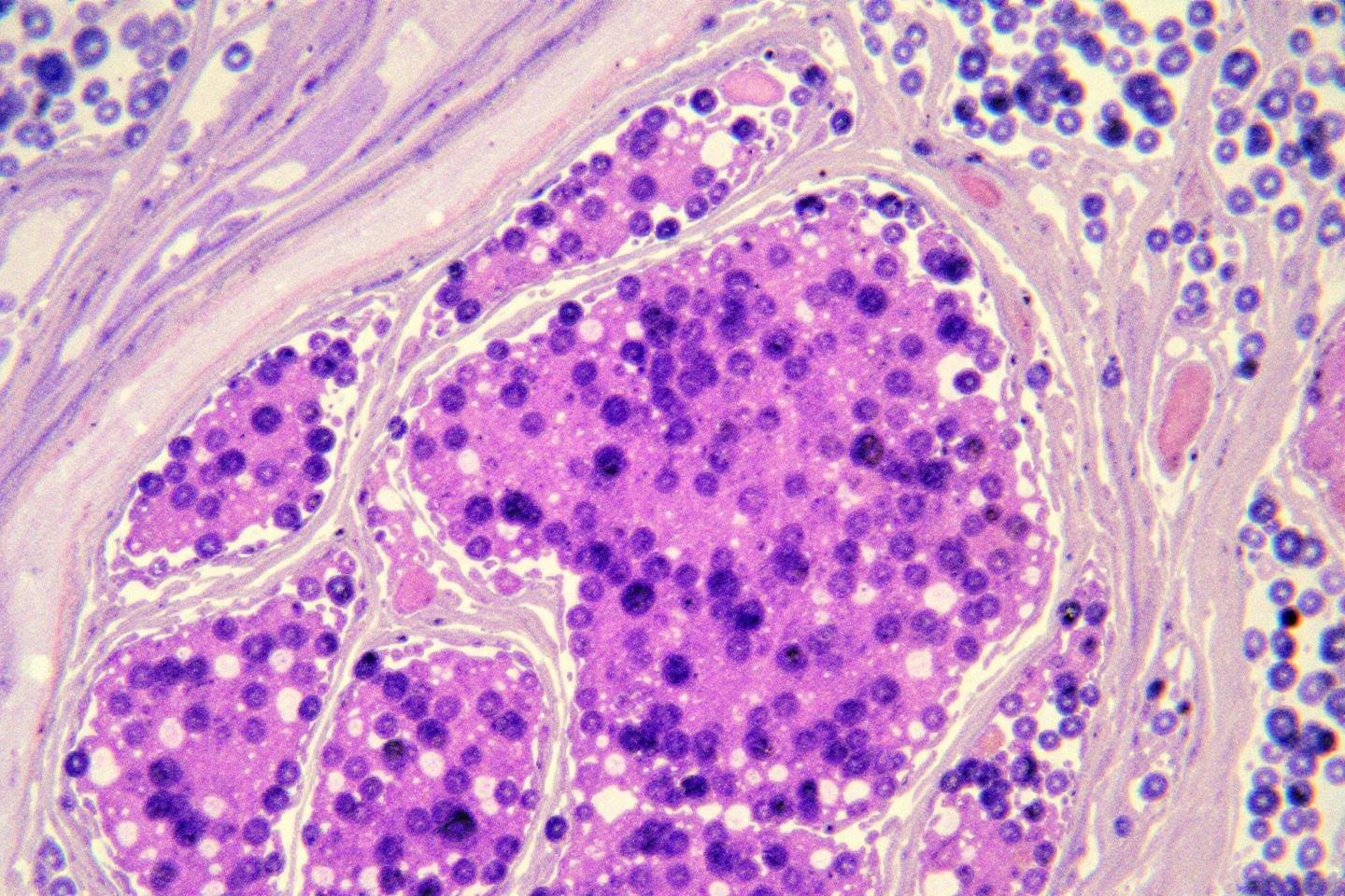 Échantillon biologique microscope préparer : guide et techniques