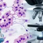 Microscopie de cellules colorées en violet sur lame