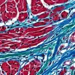 Microscope histologique montrant fibres musculaires et tissu conjonctif colorés